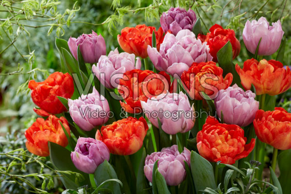 Tulipa Katinka, Kiteman Tulipa Katinka, Kiteman