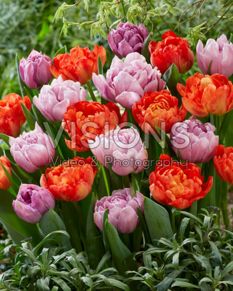 Tulipa Katinka, Kiteman Tulipa Katinka, Kiteman
