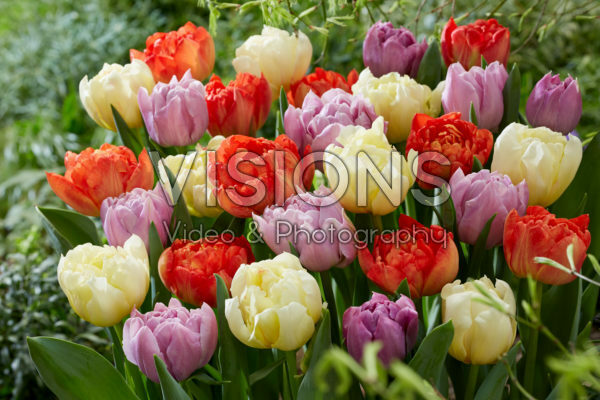 Tulipa Ippon, Katinka, Kiteman Tulipa Ippon, Katinka, Kiteman