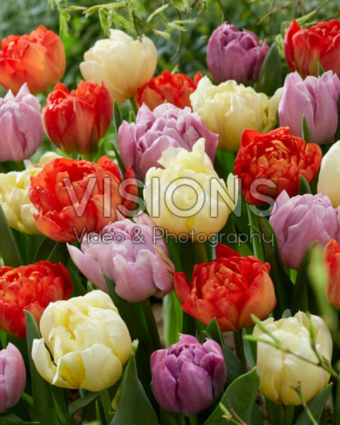 Tulipa Ippon, Katinka, Kiteman Tulipa Ippon, Katinka, Kiteman