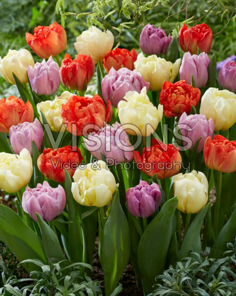 Tulipa Ippon, Katinka, Kiteman Tulipa Ippon, Katinka, Kiteman