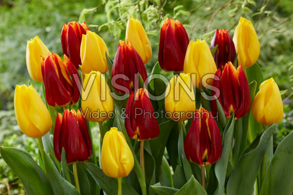 Tulipa Golden Ticket, Prestige Tulipa Golden Ticket, Prestige