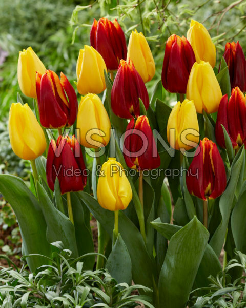 Tulipa Golden Ticket, Prestige