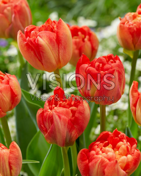 Tulipa Kiteman Tulipa Kiteman
