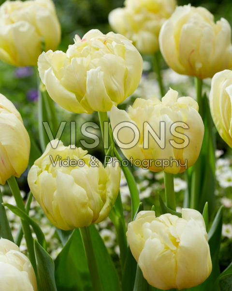 Tulipa Ippon Tulipa Ippon