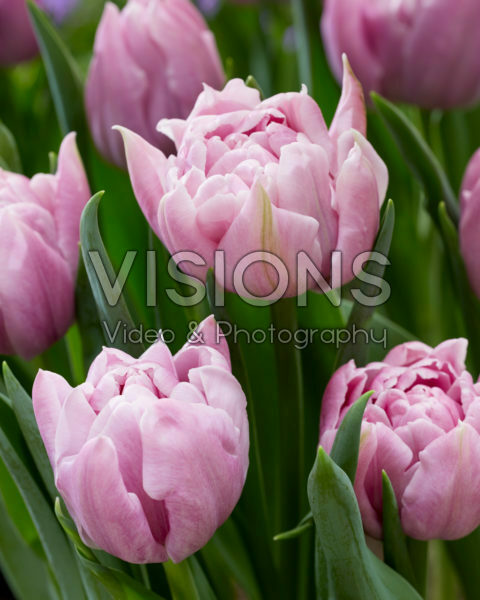 Tulipa Katinka Tulipa Katinka