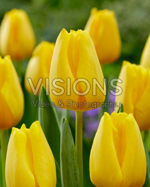 Tulipa Golden Ticket Tulipa Golden Ticket