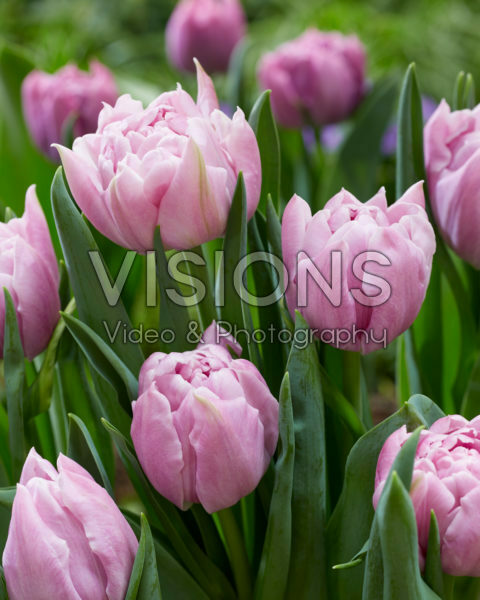 Tulipa Katinka