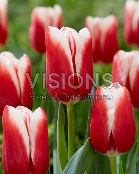 Tulipa Balance Tulipa Balance
