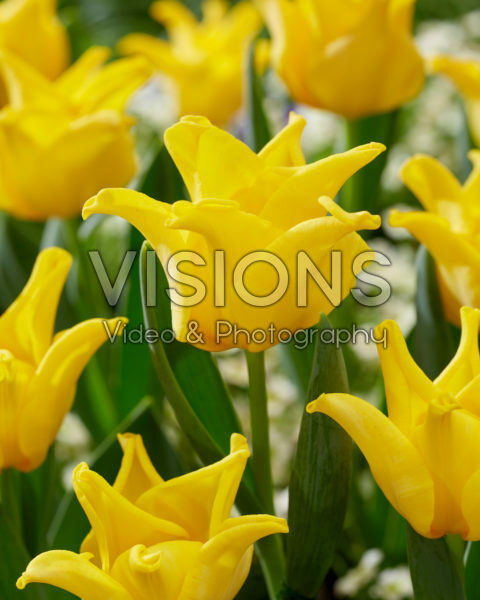 Tulipa Yellow Crown Tulipa Yellow Crown