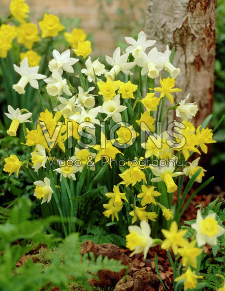 Narcissus Little Flowering mixed