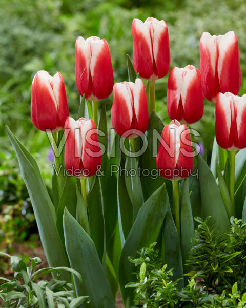 Tulipa Balance