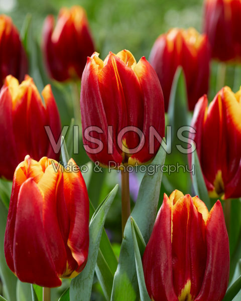 Tulipa Prestige Tulipa Prestige