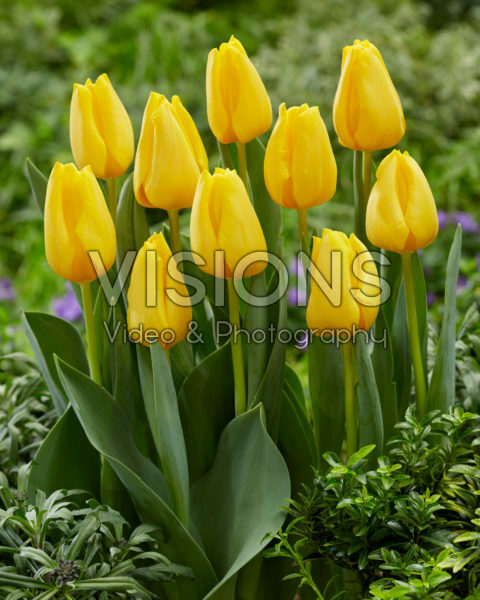 Tulipa Golden Ticket