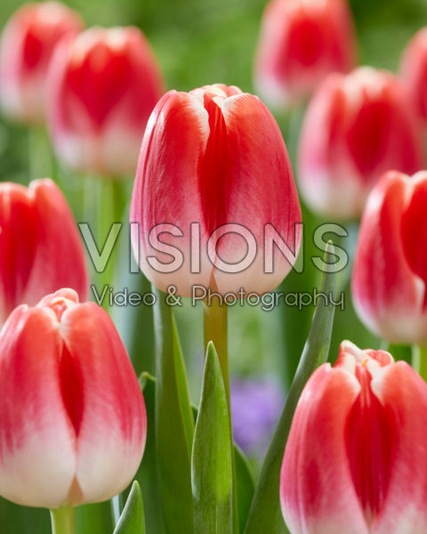 Tulipa With Love Tulipa With Love