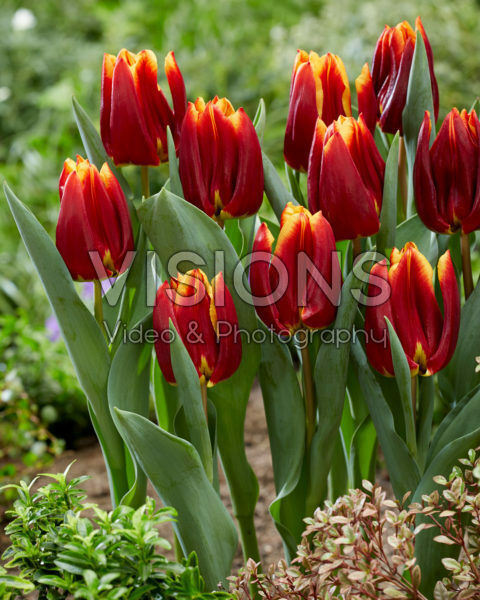 Tulipa Prestige Tulipa Prestige