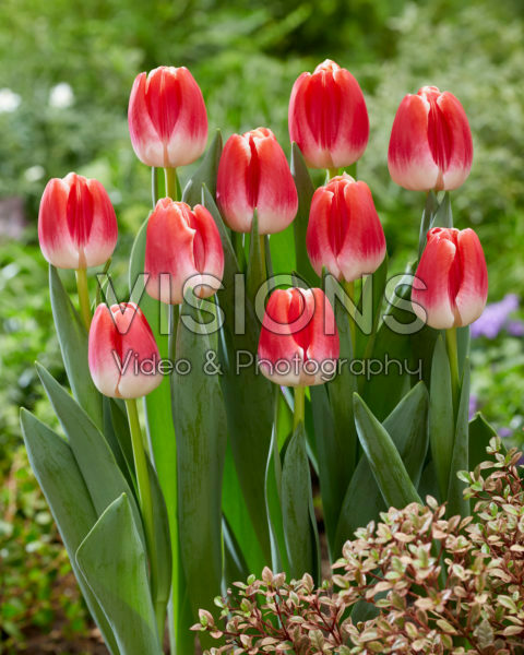Tulipa With Love Tulipa With Love