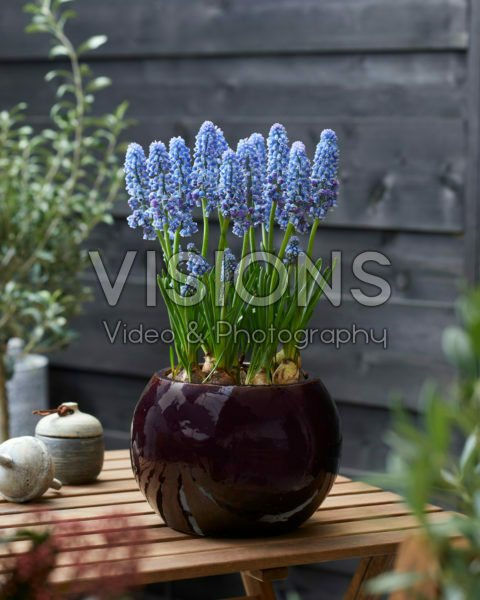 Muscari Flower Power Muscari Flower Power