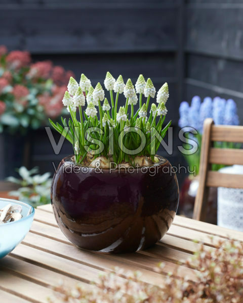 Muscari Alaska Muscari Alaska
