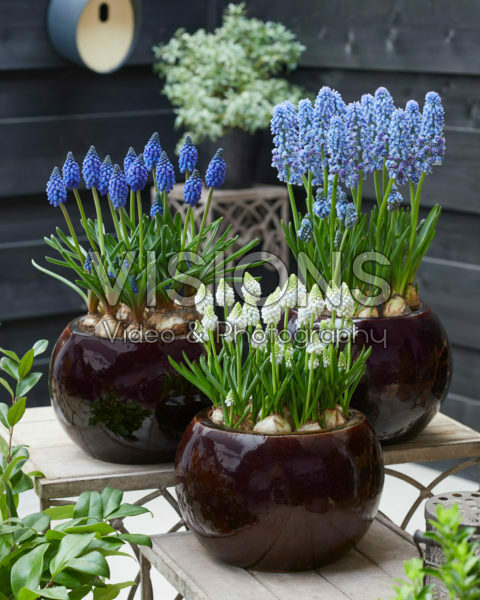 Muscari Flower Power, Alaska en Marleen Muscari Flower Power, Alaska en Marleen