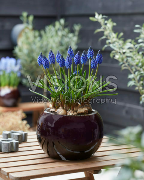Muscari Marleen Muscari Marleen