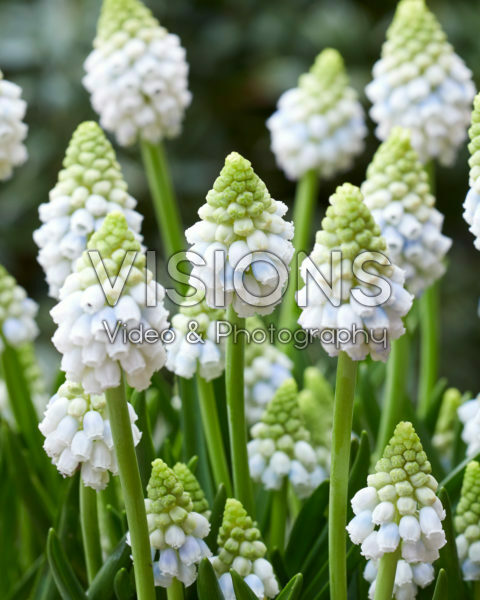 Muscari Alaska Muscari Alaska