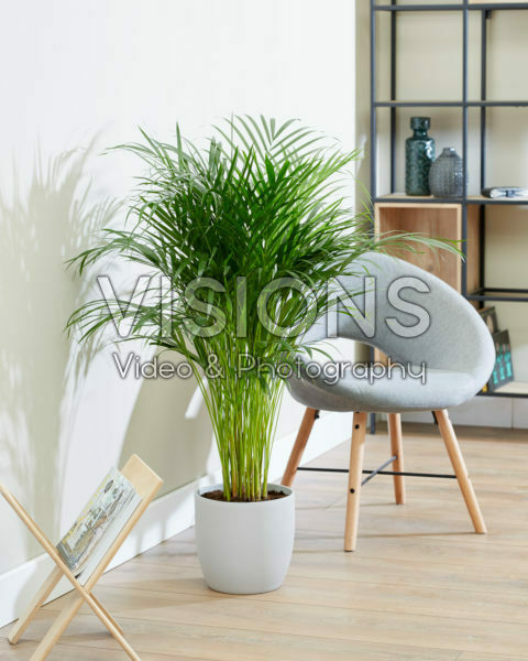 Dypsis lutescens