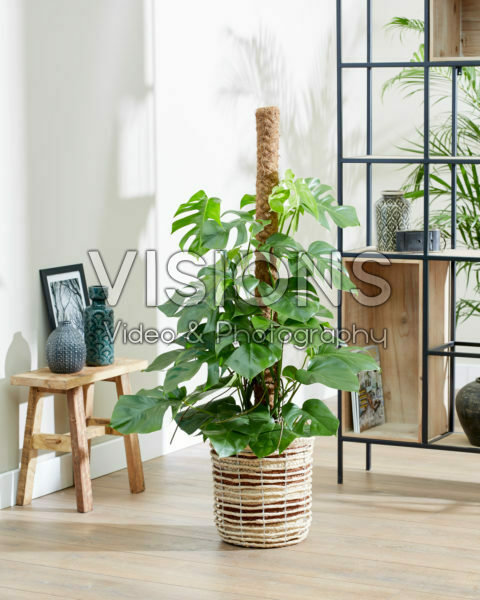 Monstera deliciosa Monstera deliciosa