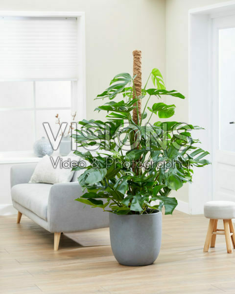Monstera deliciosa Monstera deliciosa