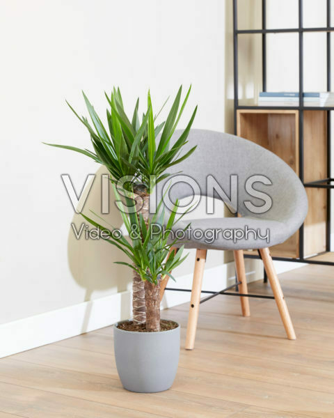 Yucca