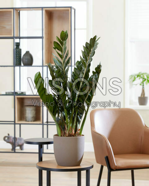 Zamioculcas zamiifolia Zamioculcas zamiifolia