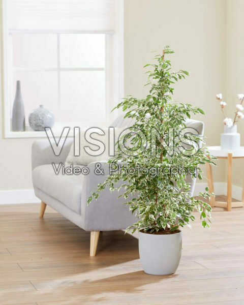 Ficus benjamina Starlight Ficus benjamina Starlight