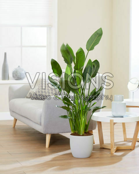 Strelitzia reginae Strelitzia reginae