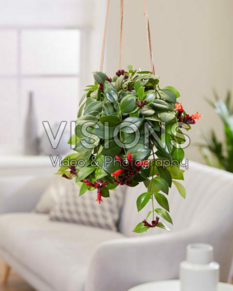 Aeschynanthus Mona Lisa Aeschynanthus Mona Lisa