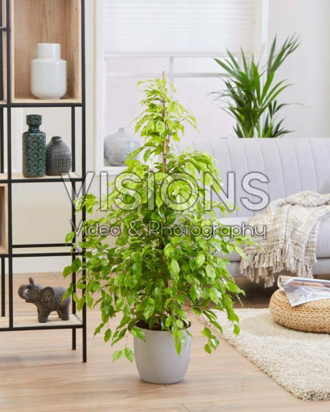 Ficus benjamina Reginald Ficus benjamina Reginald