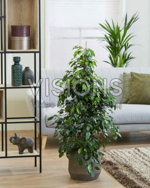 Ficus benjamina Midnight Lady Ficus benjamina Midnight Lady