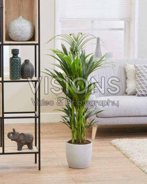 Howea forsteriana Howea forsteriana