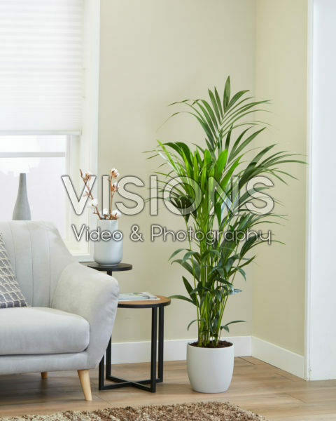 Howea forsteriana Howea forsteriana