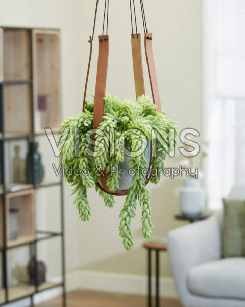 Sedum morganianum