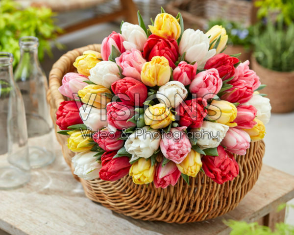 Tulipa Foxtrot Mix Tulipa Foxtrot Mix