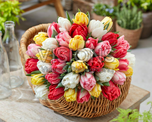 Tulipa Foxtrot Mix