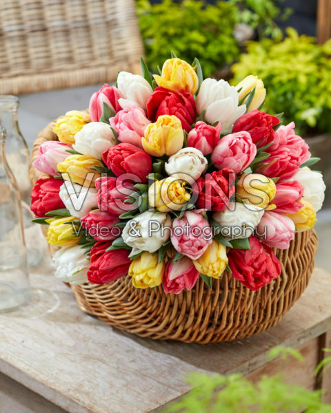 Tulipa Foxtrot Mix