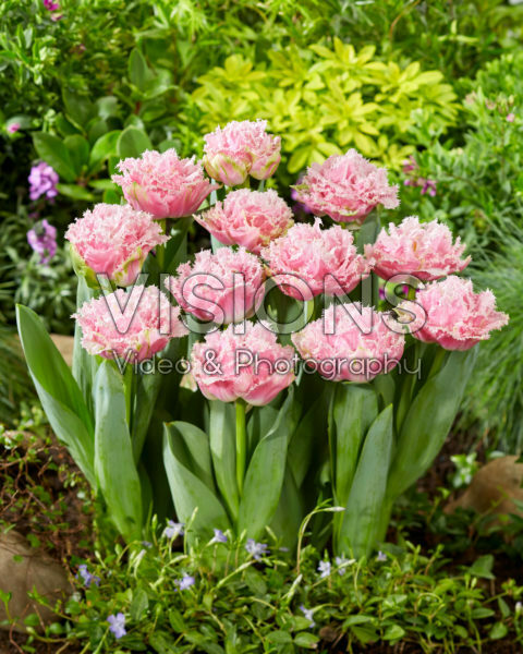 Tulipa Perth Tulipa Perth