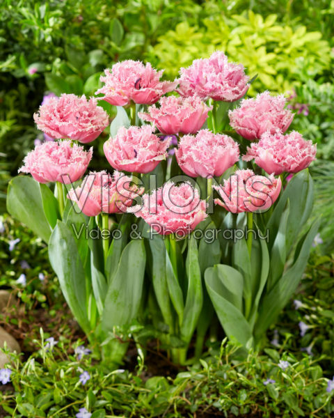 Tulipa Cairns Tulipa Cairns