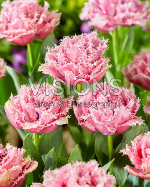 Tulipa Cairns Tulipa Cairns