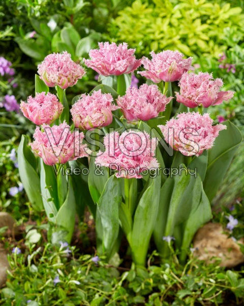Tulipa Newcastle