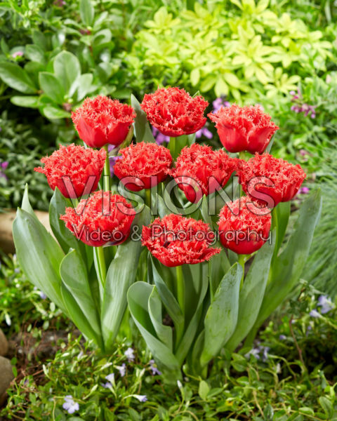 Tulipa Bendigo Tulipa Bendigo