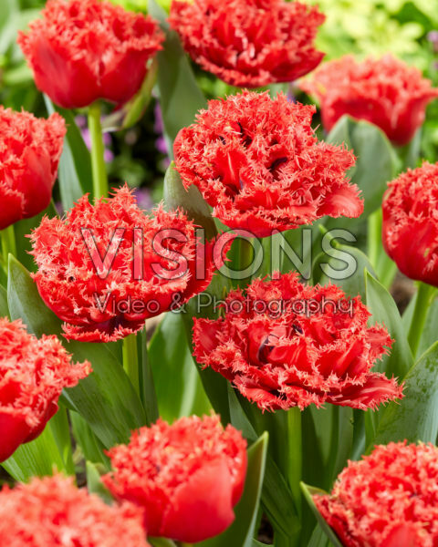 Tulipa Bendigo Tulipa Bendigo