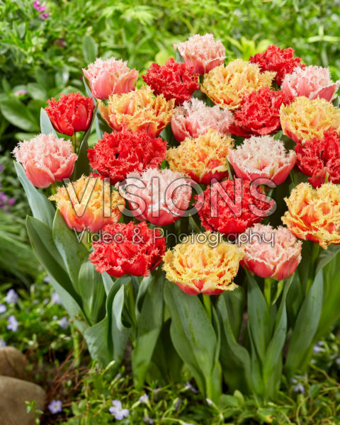Tulipa Aussie Mix Tulipa Aussie Mix