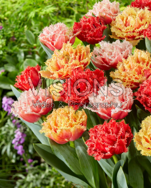 Tulipa Aussie Mix Tulipa Aussie Mix